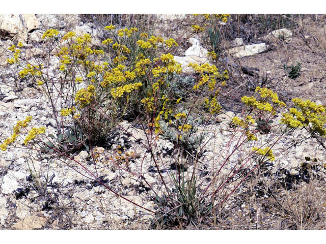 Eriogonum umbellatum var. subaridum (Sulphur-flower buckwheat) #58114
