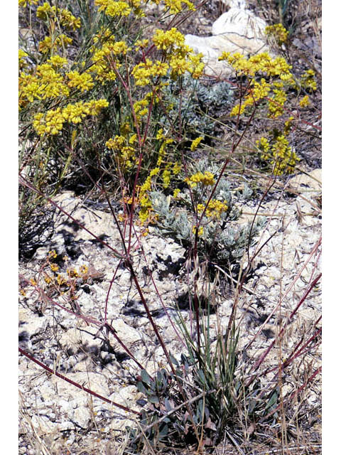 Eriogonum umbellatum var. subaridum (Sulphur-flower buckwheat) #58115