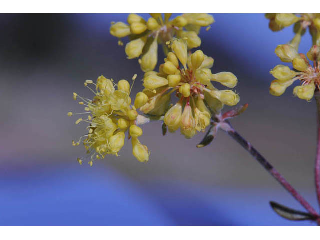 Eriogonum umbellatum var. subaridum (Sulphur-flower buckwheat) #58116