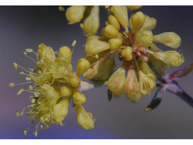 Eriogonum umbellatum var. subaridum (Sulphur-flower buckwheat) #58117