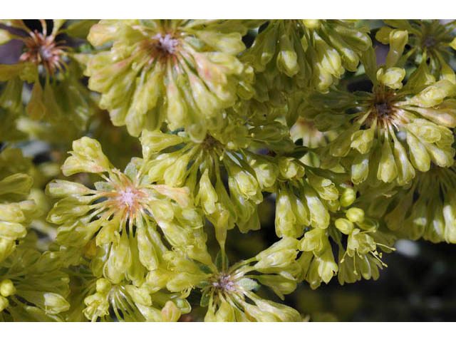 Eriogonum umbellatum var. subaridum (Sulphur-flower buckwheat) #58118