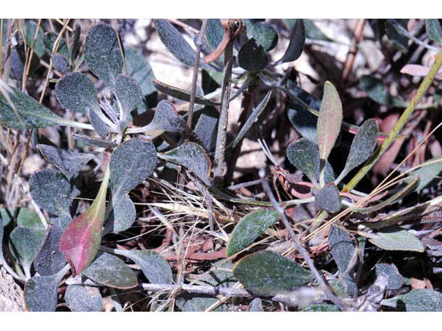 Eriogonum umbellatum var. subaridum (Sulphur-flower buckwheat) #58121