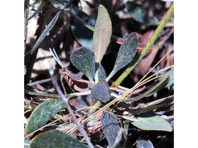 Eriogonum umbellatum var. subaridum (Sulphur-flower buckwheat) #58123