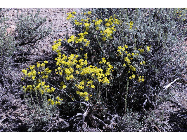 Eriogonum umbellatum var. subaridum (Sulphur-flower buckwheat) #58128