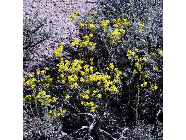 Eriogonum umbellatum var. subaridum (Sulphur-flower buckwheat) #58129