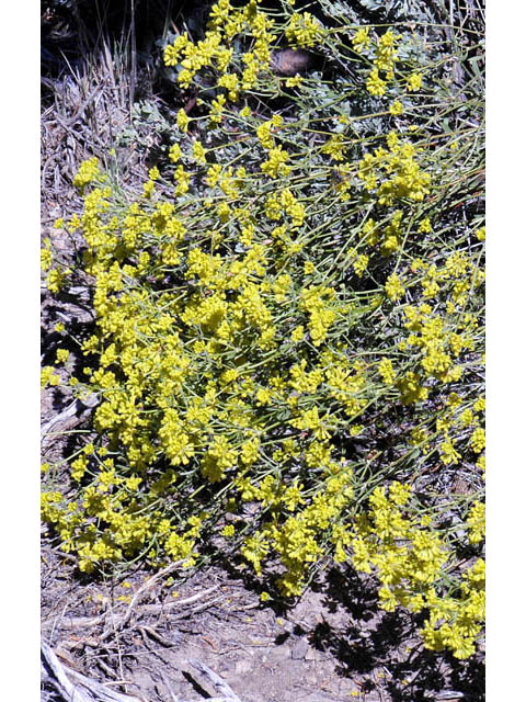 Eriogonum umbellatum var. subaridum (Sulphur-flower buckwheat) #58130
