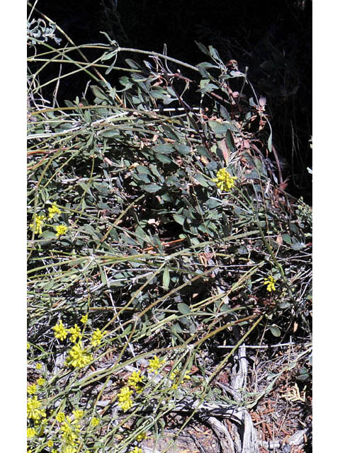 Eriogonum umbellatum var. subaridum (Sulphur-flower buckwheat) #58131