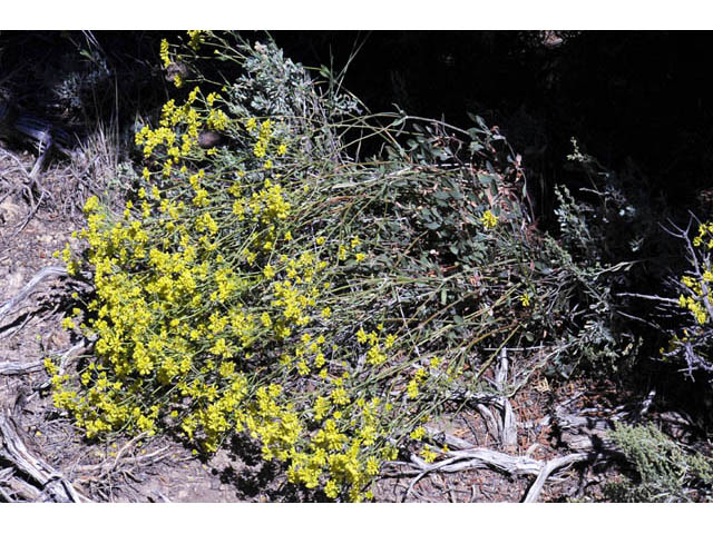 Eriogonum umbellatum var. subaridum (Sulphur-flower buckwheat) #58132