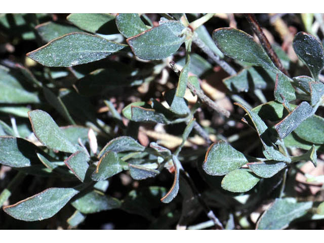 Eriogonum umbellatum var. subaridum (Sulphur-flower buckwheat) #58134