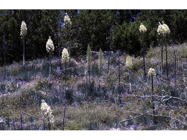 Hesperoyucca whipplei (Our lord's candle) #61081