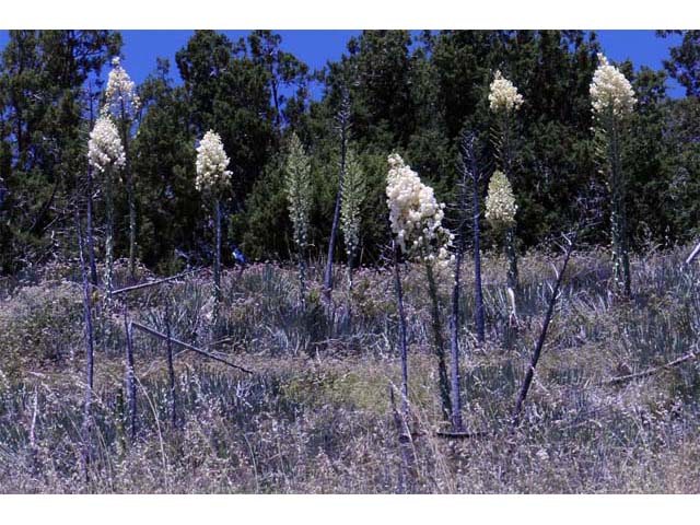 Hesperoyucca whipplei (Our lord's candle) #61083
