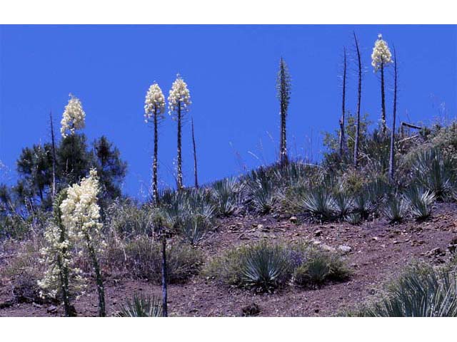 Hesperoyucca whipplei (Our lord's candle) #61084