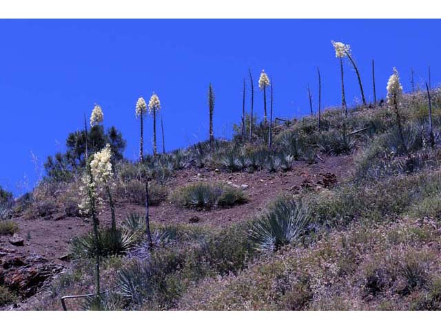 Hesperoyucca whipplei (Our lord's candle) #61085