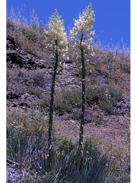 Hesperoyucca whipplei (Our lord's candle) #61087