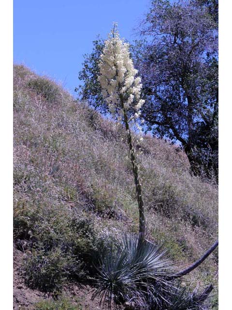 Hesperoyucca whipplei (Our lord's candle) #61088