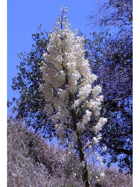 Hesperoyucca whipplei (Our lord's candle) #61089