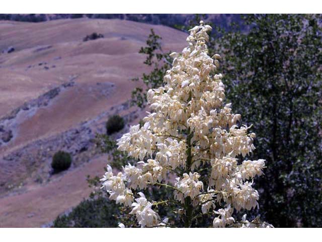 Hesperoyucca whipplei (Our lord's candle) #61094