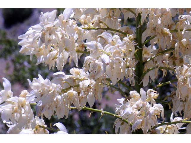 Hesperoyucca whipplei (Our lord's candle) #61095
