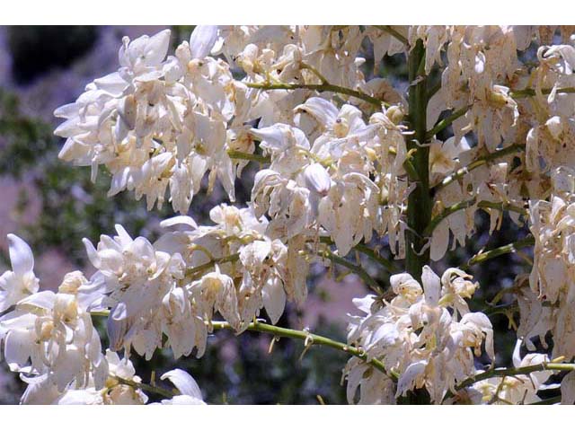 Hesperoyucca whipplei (Our lord's candle) #61096