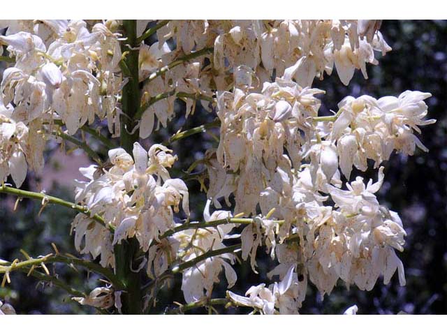 Hesperoyucca whipplei (Our lord's candle) #61097