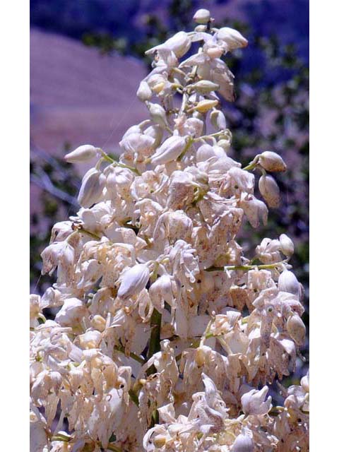 Hesperoyucca whipplei (Our lord's candle) #61098