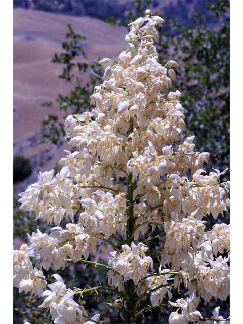 Hesperoyucca whipplei (Our lord's candle) #61099