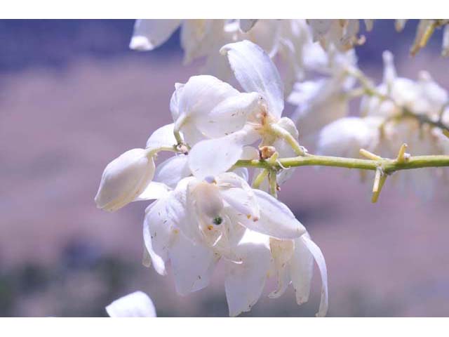 Hesperoyucca whipplei (Our lord's candle) #61100
