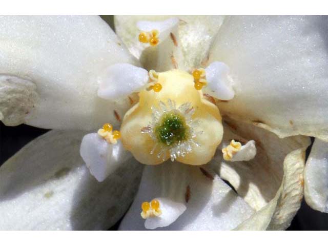 Hesperoyucca whipplei (Our lord's candle) #61103
