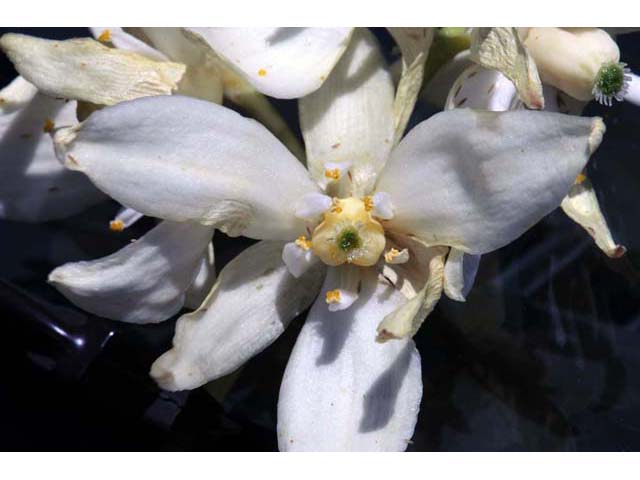 Hesperoyucca whipplei (Our lord's candle) #61104