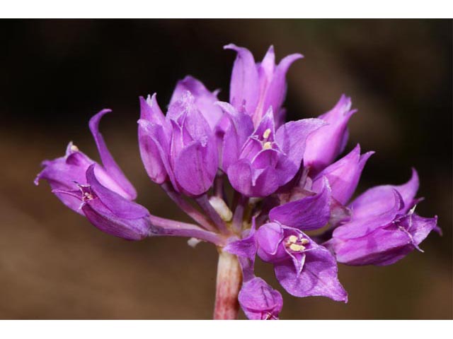 Allium acuminatum (Tapertip onion) #61125