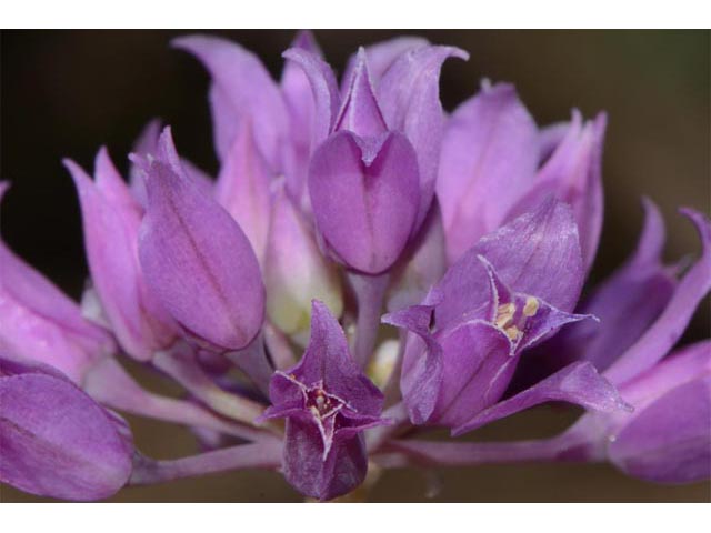 Allium acuminatum (Tapertip onion) #61127
