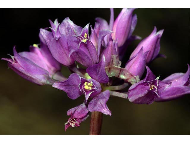 Allium acuminatum (Tapertip onion) #61128