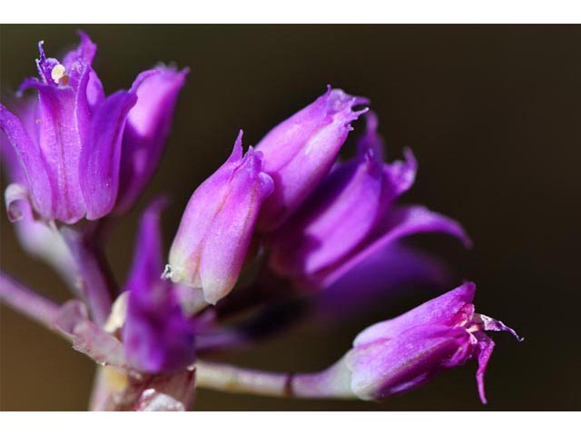 Allium acuminatum (Tapertip onion) #61129