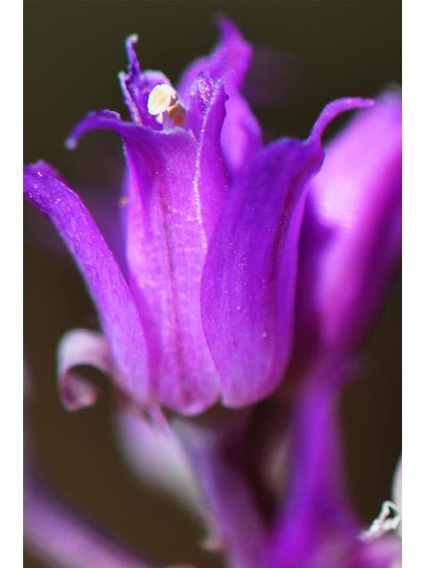 Allium acuminatum (Tapertip onion) #61130