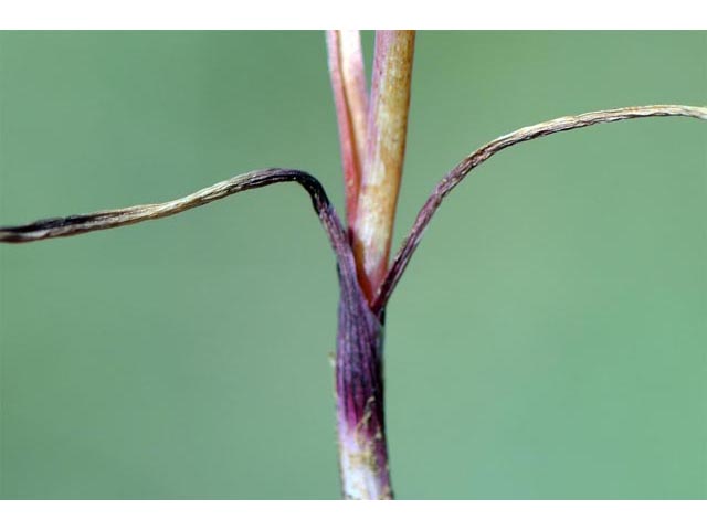Allium acuminatum (Tapertip onion) #61132
