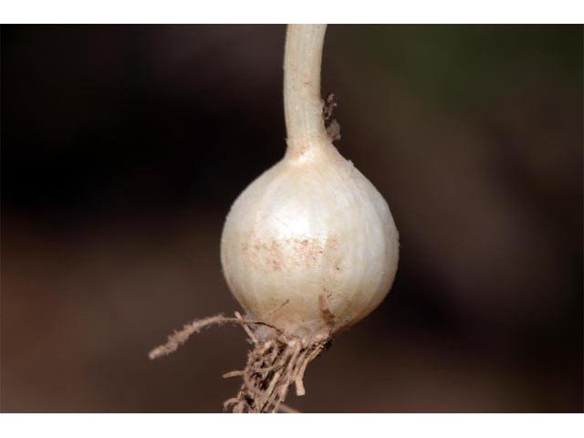 Allium acuminatum (Tapertip onion) #61133