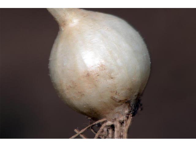 Allium acuminatum (Tapertip onion) #61134