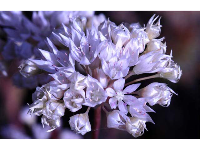 Allium amplectens (Narrowleaf onion) #61143