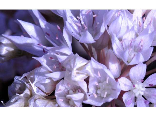 Allium amplectens (Narrowleaf onion) #61144