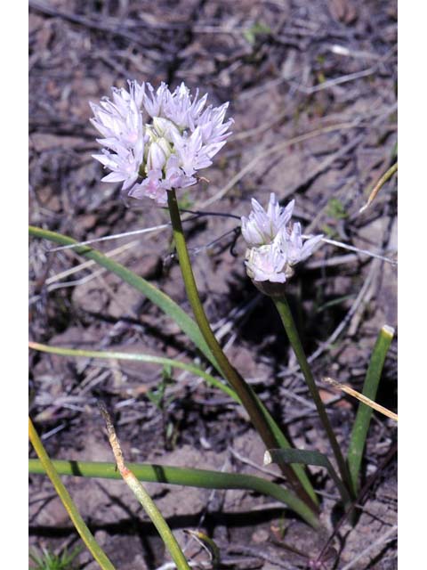 Allium lemmonii (Lemmon's onion) #61146