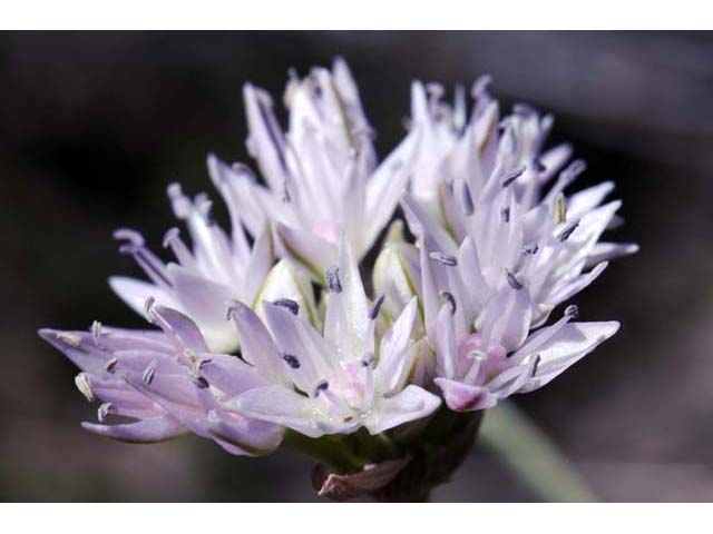 Allium lemmonii (Lemmon's onion) #61150