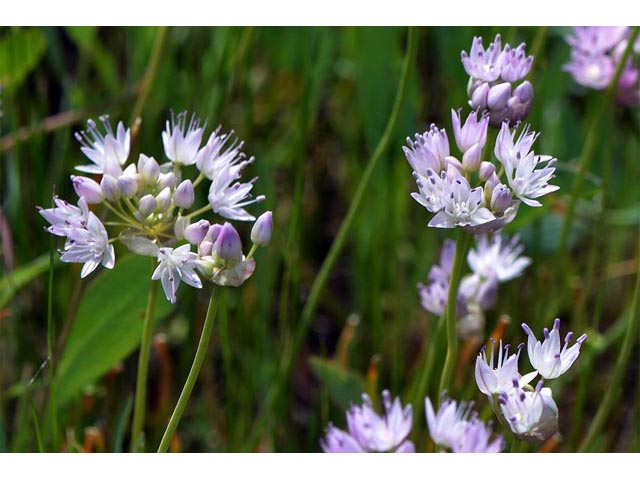 Allium nevii (Nevius' garlic) #61154