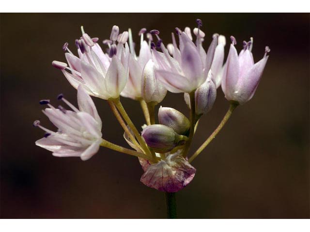 Allium nevii (Nevius' garlic) #61155