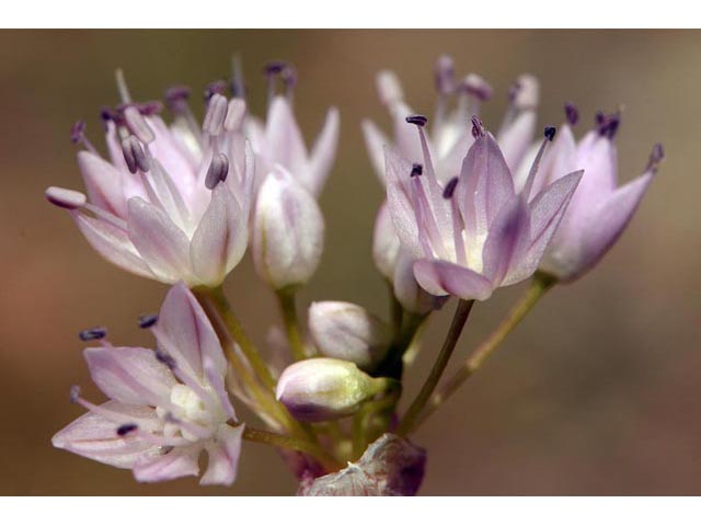 Allium nevii (Nevius' garlic) #61156