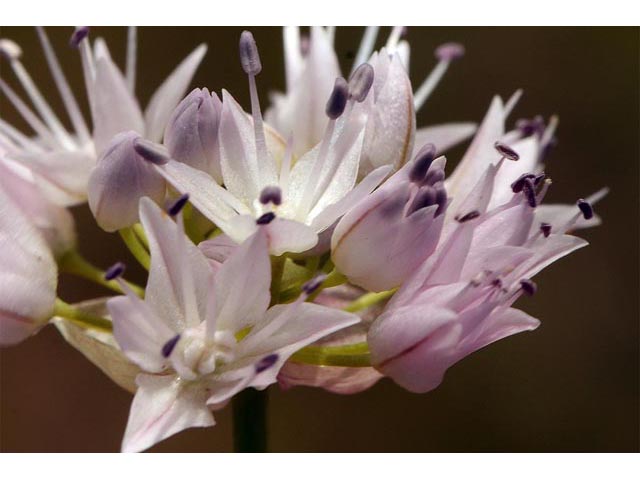 Allium nevii (Nevius' garlic) #61158