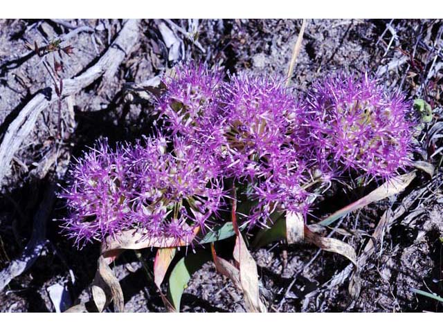 Allium platycaule (Broadstemmed onion) #61168
