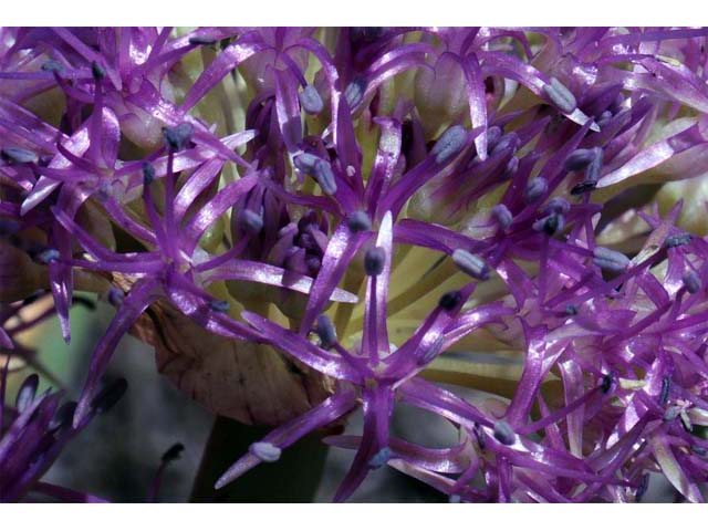 Allium platycaule (Broadstemmed onion) #61171