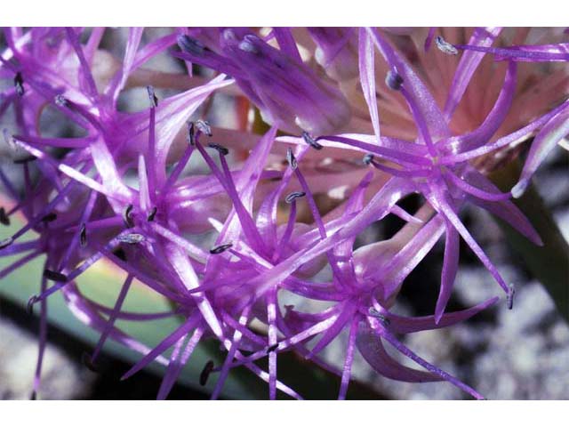 Allium platycaule (Broadstemmed onion) #61173