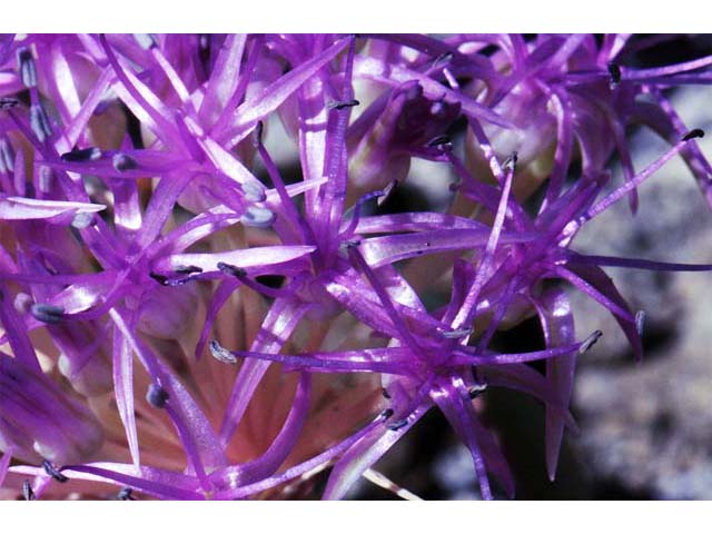 Allium platycaule (Broadstemmed onion) #61174