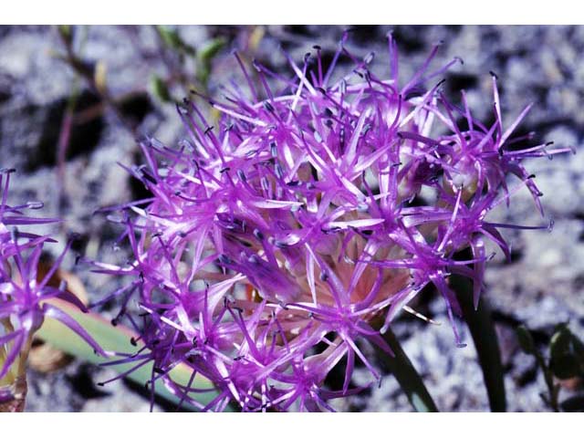 Allium platycaule (Broadstemmed onion) #61175